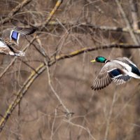 **** :: Владимир Безбородов