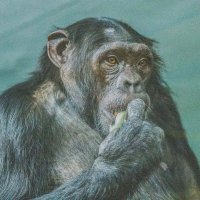 Шимпанзе ЛЮСЯ. :: Аркадий Лаптенко Шимпанзе ЛЮСЯ. :: Аркадий Лаптенко