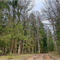 Апрельский лес. :: Валерия Комова