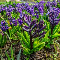 Весенний прифронтовой Белгород :: Михаил 