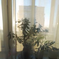 *** :: Валентина Береснева