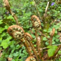 ОРЛЯК :: Tata Wolf