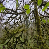 МОХОВЫЙ ЛЕС :: Tata Wolf