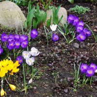 Крокусы :: Рита Симонова