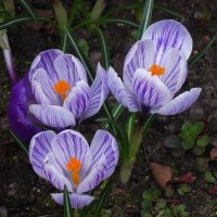 Крокусы :: Рита Симонова