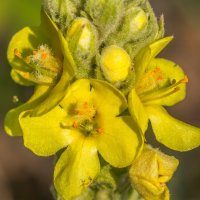 Краски лета. Коровяк обыкновенный. :: Алексей Трухин