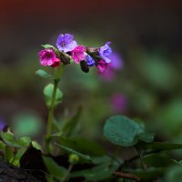 Медуница :: Игорь Шевченко