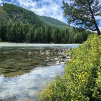 Курильский чай на берегу :: Галина Козлова Курильский чай на берегу :: Галина Козлова