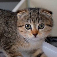 Мурзик :: Savayr 