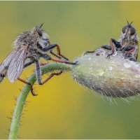 Ктырь.Robber Fly :: Александр Григорьев