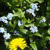 Незабудки :: Freddy 97