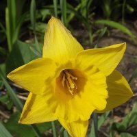 Нарцисс :: Freddy 97