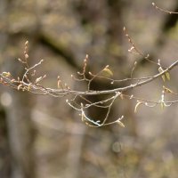 Начало весны :: Юрий Спасовский