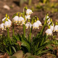 Ухта. Крутинка белоцветников на освобожденной от снега земле :: Николай Зиновьев Ухта. Крутинка белоцветников на освобожденной от снега земле :: Николай Зиновьев