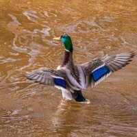 Селезень показал свое красивое оперение. Ухта, парк КиО, река Чибъю :: Николай Зиновьев