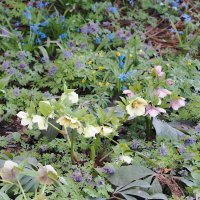 Морозник :: Мария К. Морозник :: Мария К.