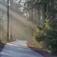 В утреннем свете.............. :: Юрий Цыплятников