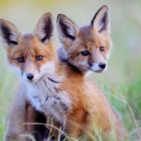 БРАТИШКИ... :) :: Валерий Кокорев