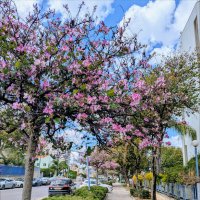 Весна в нашем городе :: Валерий Готлиб