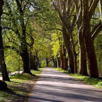 Аллея в апрель :: Юрий. Шмаков