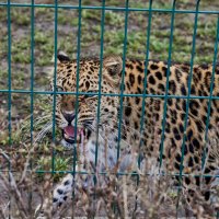 леопард :: Александр Леонов леопард :: Александр Леонов