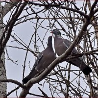 Любовь и... дикие голуби! :: Валентина  Нефёдова 