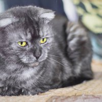 *** :: Игорь Протасов