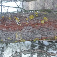 Разноцветие лишайников. :: Михаил Елочкин