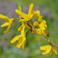 Форзиция :: Надежда Куркина Форзиция :: Надежда Куркина