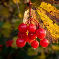 Осенняя калина :: Лилия 