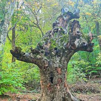 Вдоль экотропы к водопаду Джур-Джур :: Виктор Мухин Вдоль экотропы к водопаду Джур-Джур :: Виктор Мухин