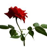 Роза на окне.. :: Любовь 