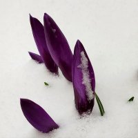 Крокусы под снегом :: светлана льдокова Крокусы под снегом :: светлана льдокова