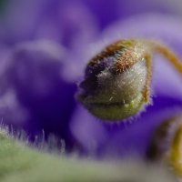 *** :: Виктор Иванович Чернюк *** :: Виктор Иванович Чернюк