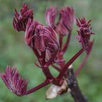 Пробуждение природы ( пион древовидный) :: Ольга 