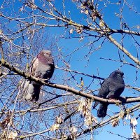 Голуби :: Сергей Кочнев