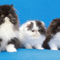 Персёрыши :: Светлана Ищенко