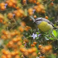 Банановый певун :: Svetlana Galvez Банановый певун :: Svetlana Galvez