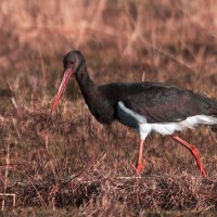 Чёрный аист :: Yudong Liu