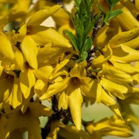 Форзиция :: Игорь Сикорский