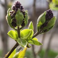 Скоро зацветёт сирень :: Мариша Тим