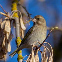 ***** :: Виталий Емельянов