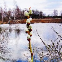 На пруду :: Людмила Смородинская На пруду :: Людмила Смородинская