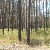 окраина Воронежа :: Елена Шаламова