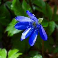 Печёночница :: Милешкин Владимир Алексеевич Печёночница :: Милешкин Владимир Алексеевич