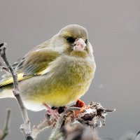 Зеленушка. :: Владимир Безбородов Зеленушка. :: Владимир Безбородов