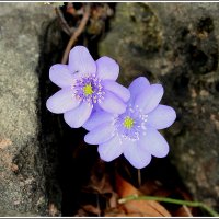 С печоночницей :: Aleksandr Gal