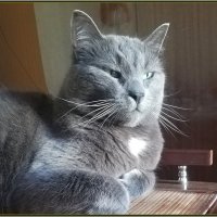 Басик в Москве :: Ольга Довженко