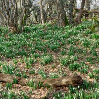 Подснежники Аю Дага :: Павел © Смирнов