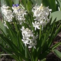 Гиацинт :: Рита Симонова